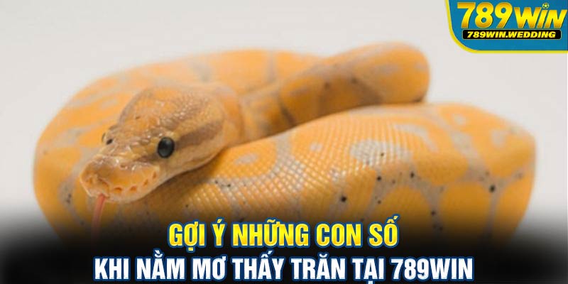 Gợi ý những con số khi nằm mơ thấy trăn tại 789win