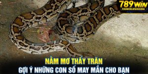 Nằm mơ thấy trăn - 789win gợi ý con số may mắn cho bạn